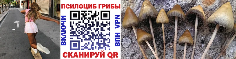 Псилоцибиновые грибы Cubensis  Орск 